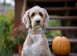 A Goldendoodle wearing a personalized dog collar. Embroidered Halloween Dog Collar.