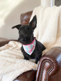 Scottish Terrier wearing a personalized Banadana. Scottish terrier puppy wearing a plaid banadana by duke and fox