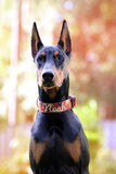 Custom Dog Collar by Duke & Fox. A Doberman pinscher wearing a fall plaid dog collar with his name, Noah, embroidered in cream thread. 