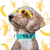 Golden doodle wearing a Duke & Fox Personalized Dog Collar. Banana Collar with an embroidered name and phone number. Goldendoodle wearing an embroidered dog collar.