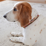 A basset hound wearing an embroidered dog collar by Duke & Fox. Personalized Dog Collar. Basset Hound modeling a dog collar in a farmhouse styled photo shoot. 