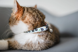 Personalized Cat Collar | Pink Gingham Cat Collar | Duke & Fox®