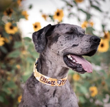Great Dane wearing an embroidered dog collar by Duke & Fox. Yellow floral dog collar with burgundy embroidred dog collar.