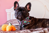 Brindle French Bulldog wearing a Duke & Fox Personalized Dog Collar with pumpkins, bats, spiders, and moons. Custom Dog Collar. Embroidered Dog Collar. 