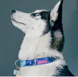 Nova the husky wearing an embroidred dog collar by duke & fox. A husky wearing a blue and purple galaxy dog collar with the name Nova in neon pink thread.