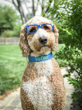 Valor the golden doodle wearing a blue houndstooth dog collar that is embroidered with his name. Embroidered dog collar with lime green embroidered name. Goldendoodle wearing glasses. 