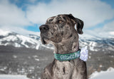 Personalized St. Patricks Day Dog Collar. Custom Dog Collar by Duke & Fox®. Navy and green dog collar with lucky and shamrock pattern. Embroidered Dog collar being modeled by Elliott the great dane.