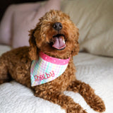 Mini Red Poodle wearing a pastel gingham bandana with an embroidered name. Mini Poodle. Red Poodle in an embrodiered bandana.