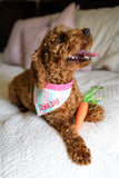 Red Mini Poodle wearing a gingham bandana. Poodle puppy wearing an embroidred dog collar by Duke & Fox.
