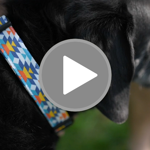 Tartan dog accessories hot sale