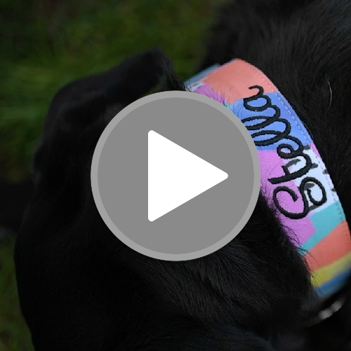 Dog collars shopify sale